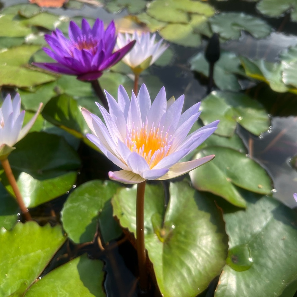 Meet your Posher, LC!